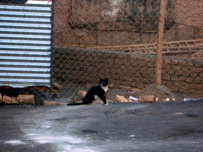Balck white cat - Daraei ave - Nishapur 7