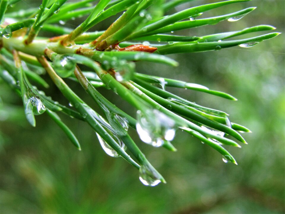 Water droplets close-up