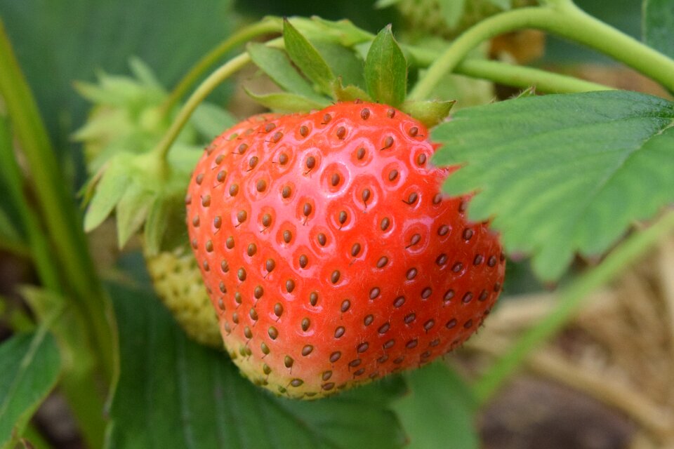 Red food delicious