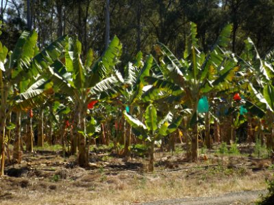 Banana crop Wamuran Queensland
