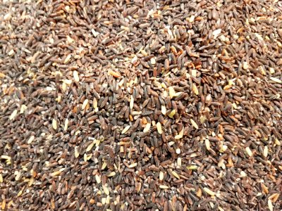 Balatinaw (or Balatinao) black rice from the Philippines 02