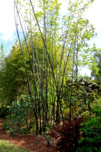 Bambusa lako - Mounts Botanical Garden - Palm Beach County, Florida - DSC03863