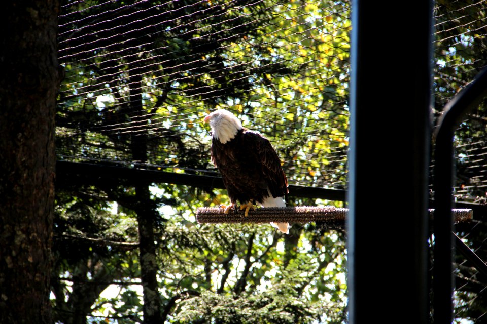 Bald Eagle on Grandfather Mountain, Oct 2016