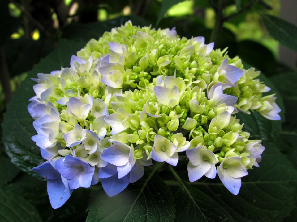 Hydrangea plant green