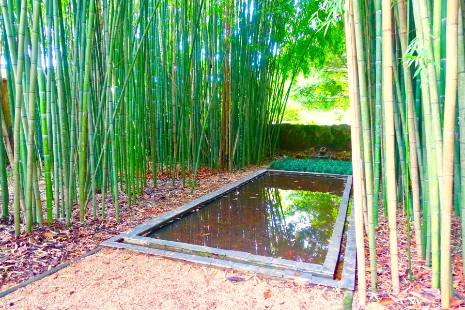Bamboo pool - Quinta das Lágrimas - Coimbra, Portugal - DSC08668
