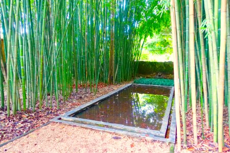 Bamboo pool - Quinta das Lágrimas - Coimbra, Portugal - DSC08668