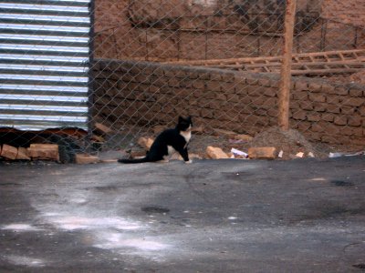 Balck white cat - Daraei ave - Nishapur 2