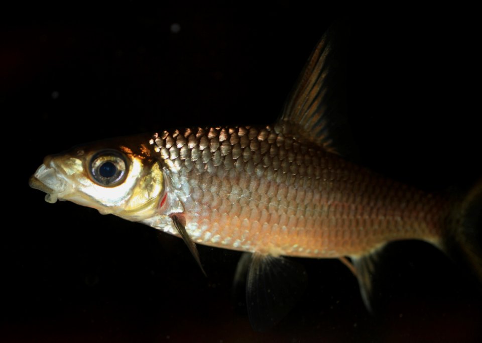 Balantiocheilos melanopterus - Haibarbe