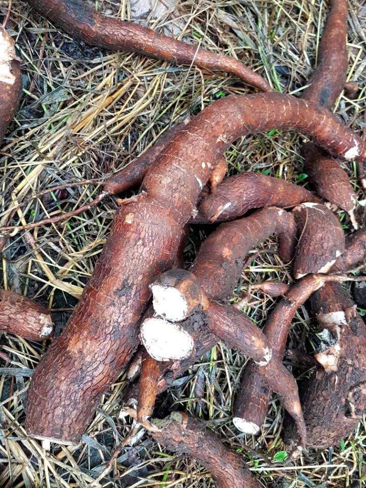 Balanghoy (Manihot esculenta) tubers