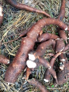 Balanghoy (Manihot esculenta) tubers