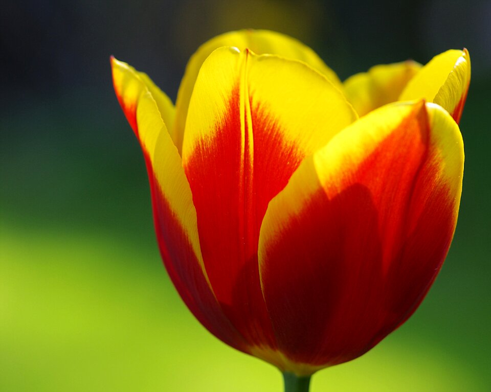 Red flamed springtime flowers