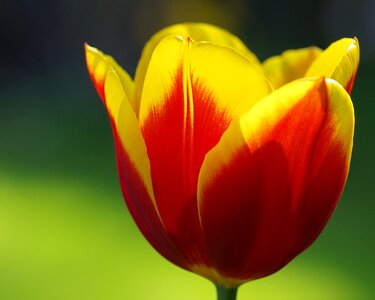 Red flamed springtime flowers photo