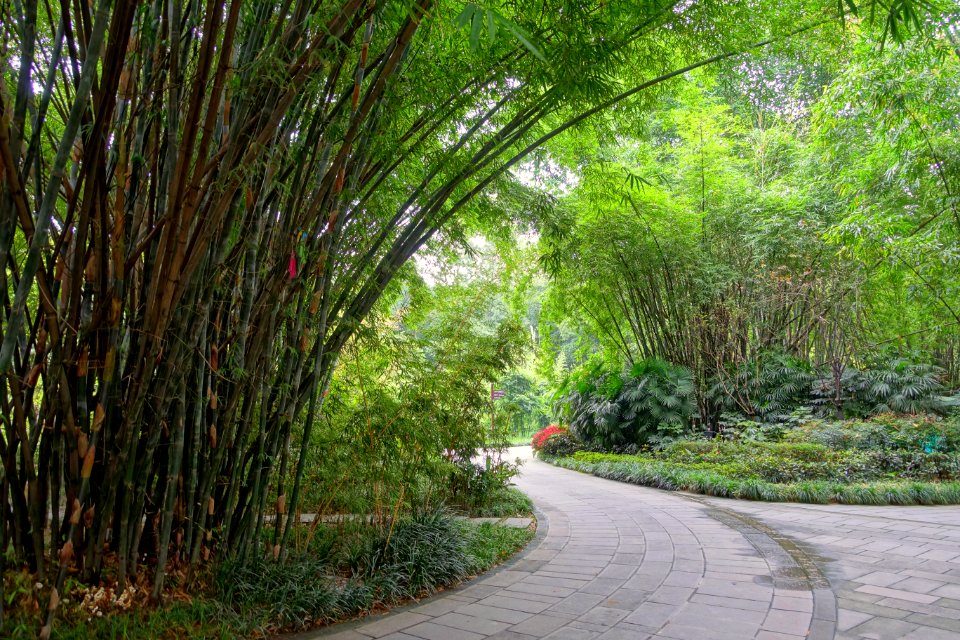Bamboo with walkway - Wangjianglou Park - Chengdu, China - DSC05782