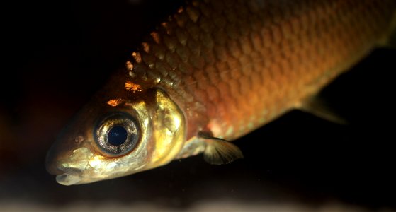 Balantiocheilos melanopterus - Haibarbe Portrait