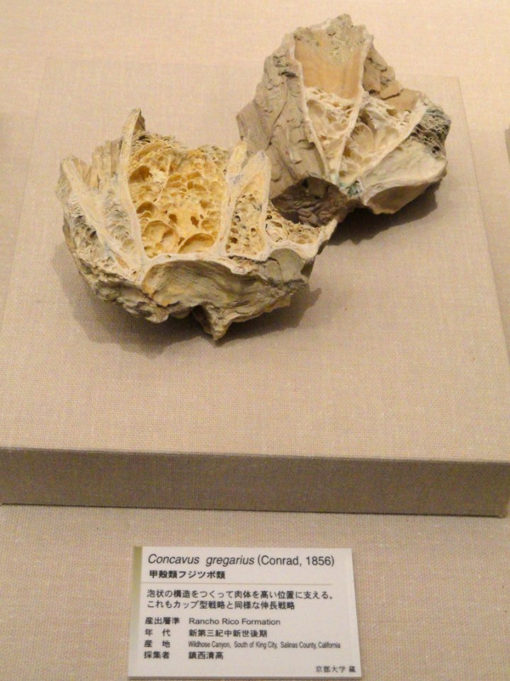 Balanus gregarius - Kyoto University Museum - DSC06412