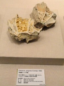Balanus gregarius - Kyoto University Museum - DSC06412