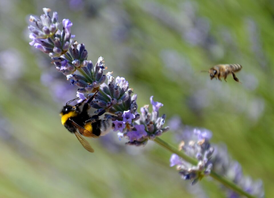Nature pollen green bee