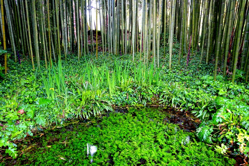 Bamboo pool - Giardino di Ninfa, Italy - DSC03147