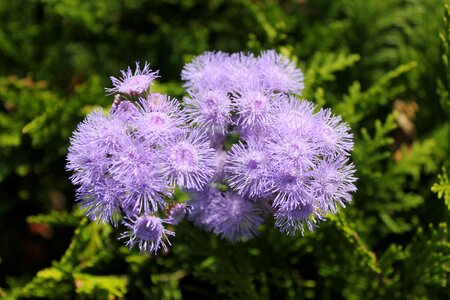 Plant purple flower nature