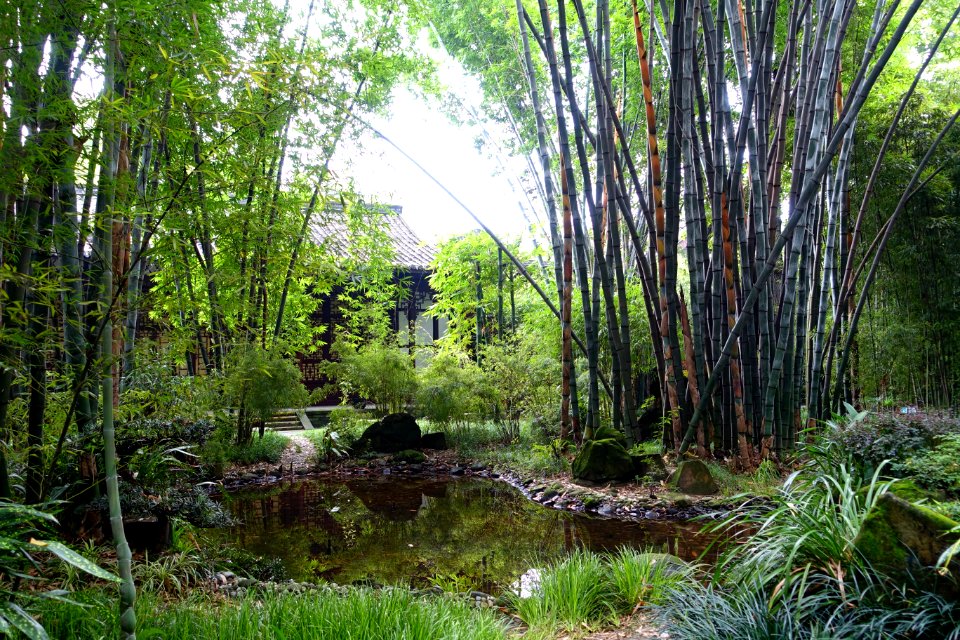 Bamboo pond - Wangjianglou Park - Chengdu, China - DSC06111