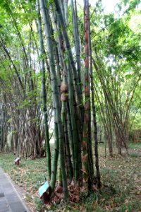 Bambusa grandis (Dendrocalamopsis daii) - Wangjianglou Park - Chengdu, China - DSC05864