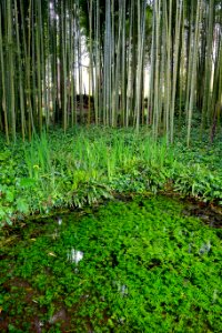 Bamboo pool - Giardino di Ninfa, Italy - DSC03143