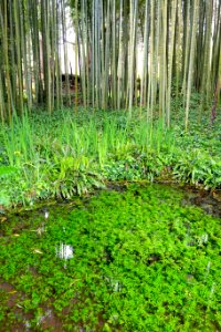 Bamboo pool - Giardino di Ninfa, Italy - DSC03149