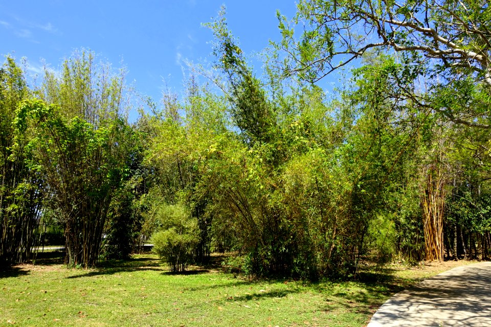 Bamboos - Fruit and Spice Park - Homestead, Florida - DSC09095