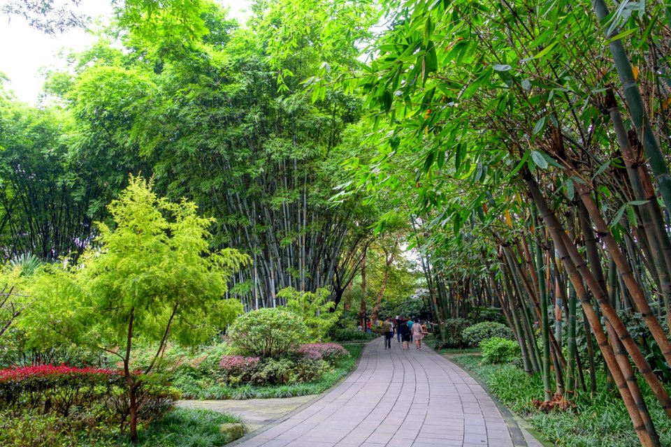 Bamboo with walkway - Wangjianglou Park - Chengdu, China - DSC05726