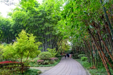Bamboo with walkway - Wangjianglou Park - Chengdu, China - DSC05726
