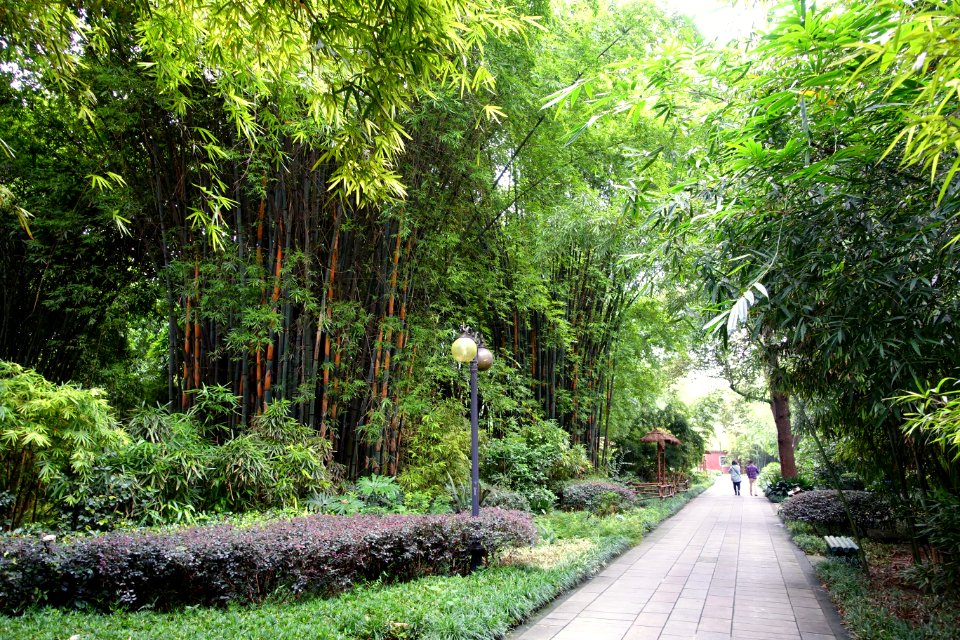Bamboo with walkway - Wangjianglou Park - Chengdu, China - DSC05790