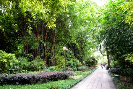 Bamboo with walkway - Wangjianglou Park - Chengdu, China - DSC05790