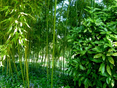 Bambous au jardin Albert Kahn