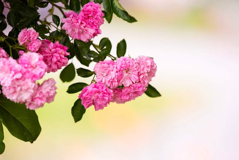 Flowers filled blossoms pink flowers