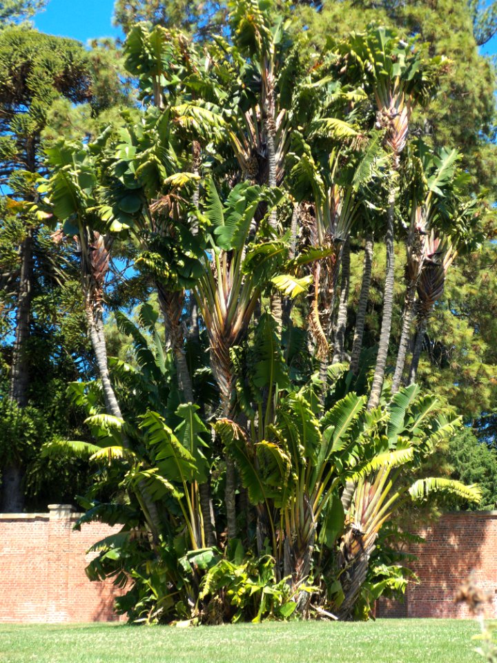 Bananas Hobart 20171119-020