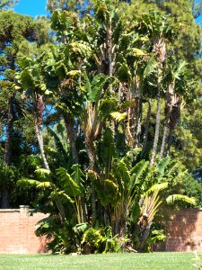 Bananas Hobart 20171119-020