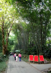 Bamboo with walkway - Wangjianglou Park - Chengdu, China - DSC05751