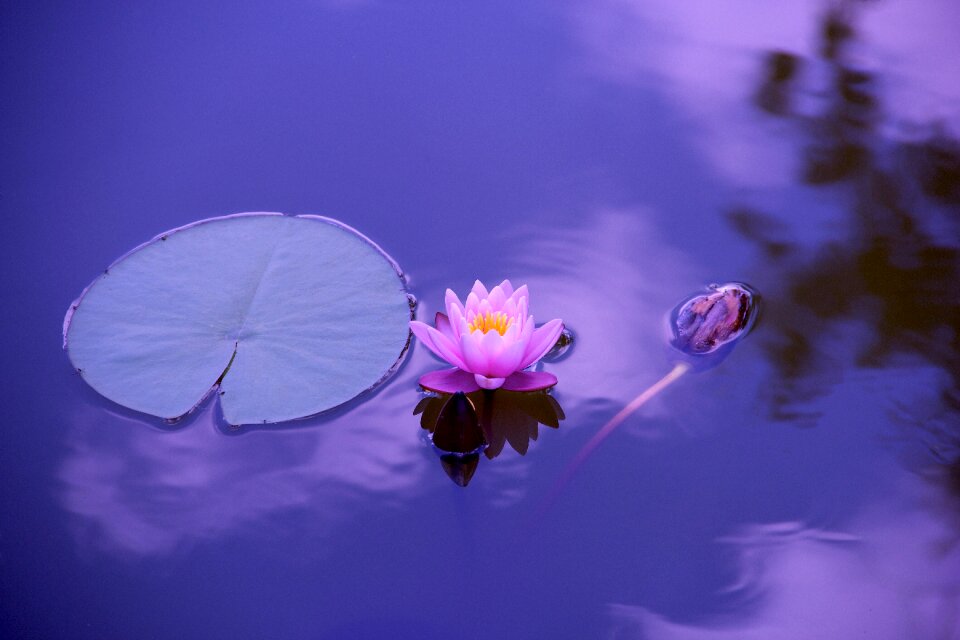 Meditation zen spirituality