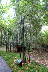 Bambusa stenoaurita (Dendrocalamopsis stenoaurita) - Wangjianglou Park - Chengdu, China - DSC05870