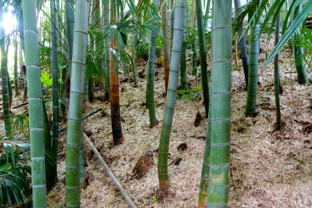 Bamboos in Todoroki Valley - Tokyo, Japan - DSC09428
