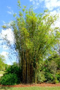 Bambusa emeiensis - Mounts Botanical Garden - Palm Beach County, Florida - DSC03855