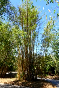 Bambusa pervariabilis - Naples Botanical Garden - Naples, Florida - DSC09878