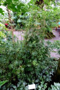 Bambusa multiplex (Bambusa glaucescens) - Botanischer Garten - Heidelberg, Germany - DSC01139