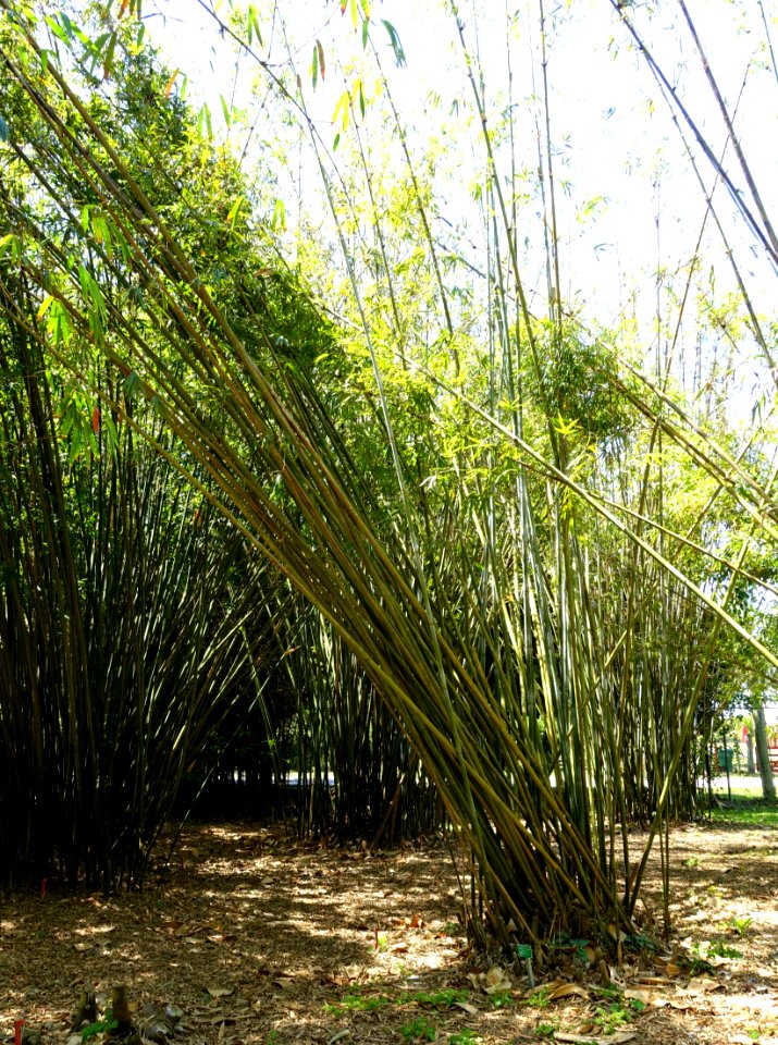 Bambusa mutabilis - Fruit and Spice Park - Homestead, Florida - DSC09104