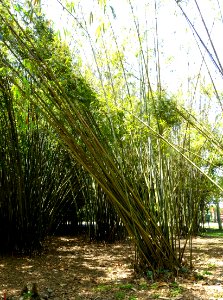 Bambusa mutabilis - Fruit and Spice Park - Homestead, Florida - DSC09104