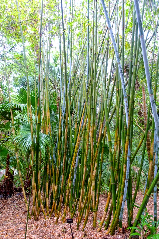 Bambusa chungii - McKee Botanical Garden - Vero Beach, Florida - DSC03220
