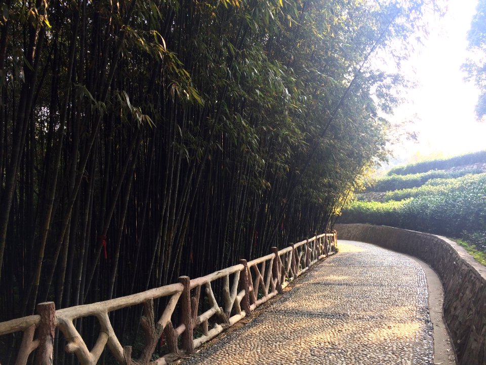 Bamboo forest, Junshan Island