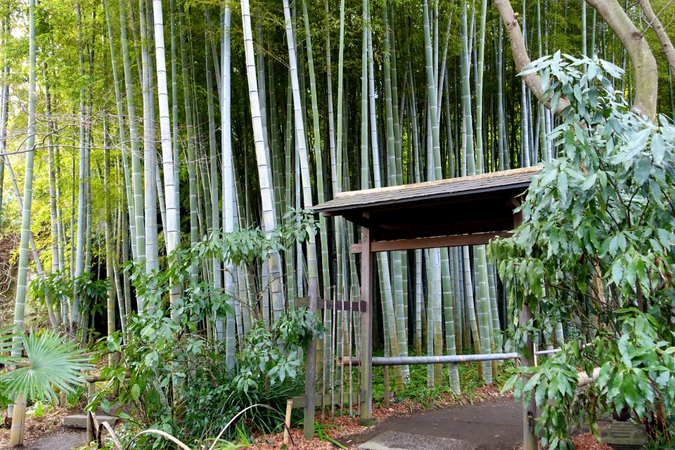 Bamboo grove - Eishō-ji - Kamakura, Kanagawa, Japan - DSC08145