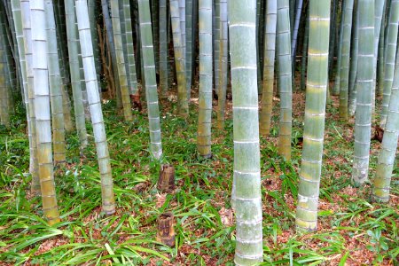 Bamboo grove - Eishō-ji - Kamakura, Kanagawa, Japan - DSC08170