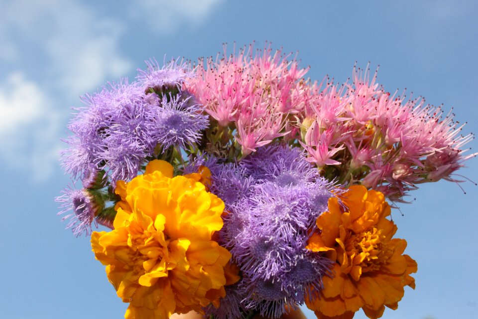 Plant purple flower nature photo